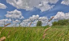 Eemland grasland fotomurales Noordwand Holland 2166