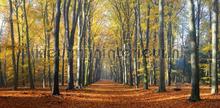 Beukenlaantje herfst 2 fotomurales Noordwand Holland 2201