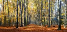 Beukenlaantje herfst 2 fototapeten Noordwand Holland 2201