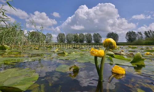 Eem fotobehang 3031 Holland Noordwand