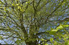 Beukenblad voorjaar fototapeten Noordwand Holland 3354