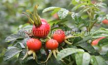 Rozebottels fotomurales Noordwand Holland 4088