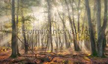 Mistig herfstbos fotomurales Noordwand Holland 4707