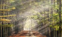 Beukenlaantje in de herfst fotomurales Noordwand Holland 4714