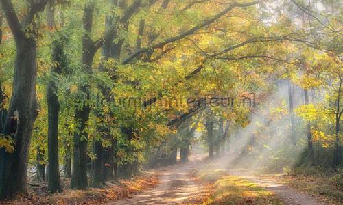 Boslaantje in de herfst fotobehang 4783 Bossen Noordwand