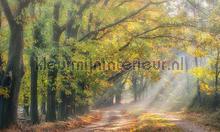 Boslaantje in de herfst fotomurales Noordwand Holland 4783