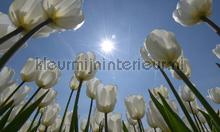 Tulpen met zon fototapeten Noordwand Holland 4997