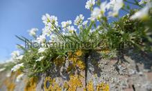 Muurbloemen fototapeten Noordwand Holland 5090