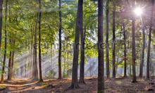 Sysselt ochtendmist fotomurales Noordwand Holland 5209