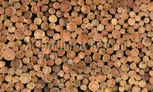 Boomstammen fotomurales Noordwand Holland 5567