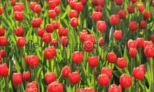 Tulpen rood fototapeten Noordwand Holland 6224