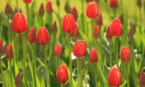 Tulpen rood 2 fotobehang 6226 Holland Noordwand