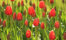 Tulpen rood 2 fototapeten Noordwand Holland 6226