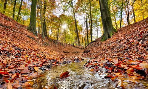 Bosbeek herfst fottobehaang 6604 Holland Noordwand