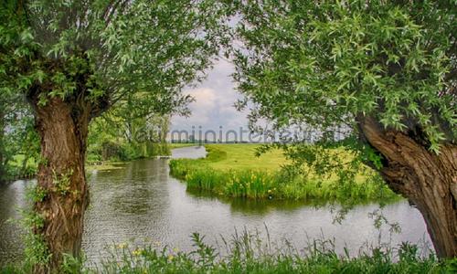 Woerden fotobehang 7590 Bossen Noordwand