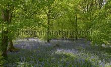 Bos met blauwe Lelies fotomurales Noordwand Holland 7659
