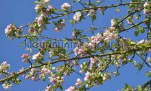 Appelbloesem fotomurales Noordwand Holland 7888