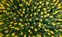 Tulpen geel fotomurales Noordwand Holland 8070