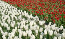 Tulpen wit en rood fototapeten Noordwand Holland 8123