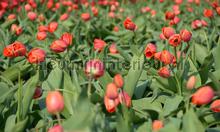 Tulpen rood 3 fotomurales Noordwand Holland 8133