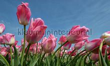 Tulpen rose fotomurales Noordwand Holland 8184