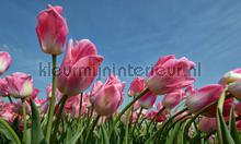 Tulpen rose fototapeten Noordwand Holland 8184