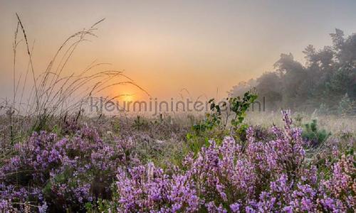 Planken Warmbuis fotomurais 8599 Holland Noordwand