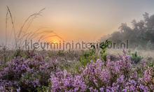 Planken Warmbuis fotomurales Noordwand Holland 8599