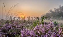 Planken Warmbuis fototapeten Noordwand Holland 8599