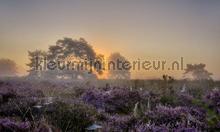 Planken warmbuis 2 fotomurales Noordwand Sol Mar Playa 