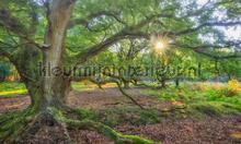Oerbos fotomurales Noordwand Holland 9017