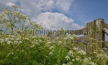 Eemland boerenhek fotomurales Noordwand Holland 9331