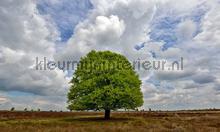 Beukenboom op de heide fotomurales Noordwand Sol Mar Playa 