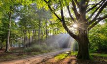 Beukenboom met bank fototapeten Noordwand Holland 9729