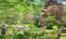 Japanse tuin fotomurales Noordwand Holland 9758
