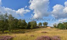 Veluwe Planken Warmbuis fotomurales Noordwand Holland 9903