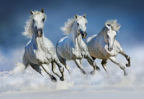 Arabian horses fotobehang 00162 Ideal-Decor Poster Ideal Decor