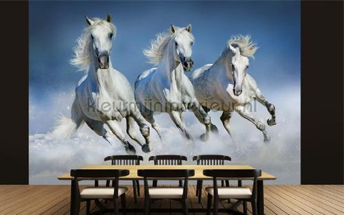 Arabian horses fotobehang 00162 Ideal-Decor Poster Ideal Decor