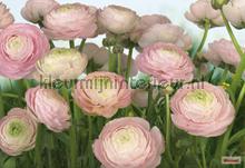 gentle rose fotomurales 8-894 Imagine Edition 3 Stories Komar