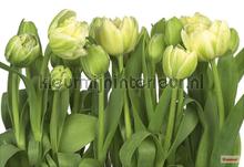 tulips fotobehang Komar Imagine Edition 3 Stories 8-900