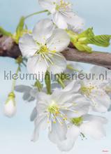 blossom fototapeten xxl2-033 Imagine Edition 3 Stories Komar