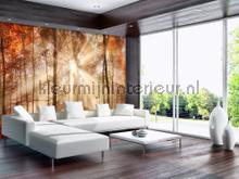 Waterfall in autumn forest fototapeten Kleurmijninterieur weltkarten 