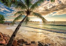 Beach palmtree fototapet Kleurmijninterieur All-images