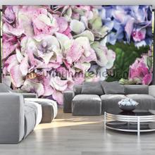 Giant hydrangeas fototapet Kleurmijninterieur All-images