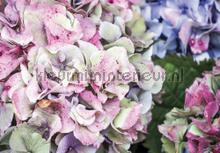 Giant hydrangeas fototapet Kleurmijninterieur All-images