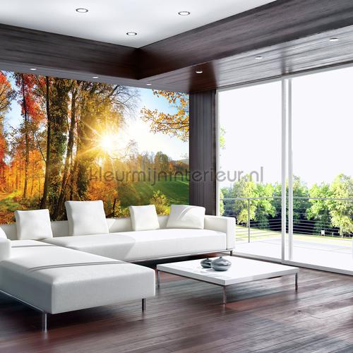 Serene woods fotomurales Landscape Kleurmijninterieur