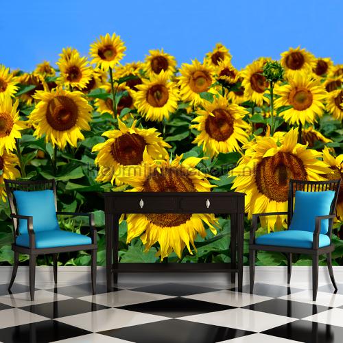 Sunflowers looking at you fotomurais Landscape Kleurmijninterieur