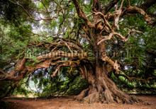 Authentic tree fototapet Kleurmijninterieur verdenskort 