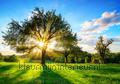 Green lawn with tree behang Interieurvoorbeelden behang Inspiratie