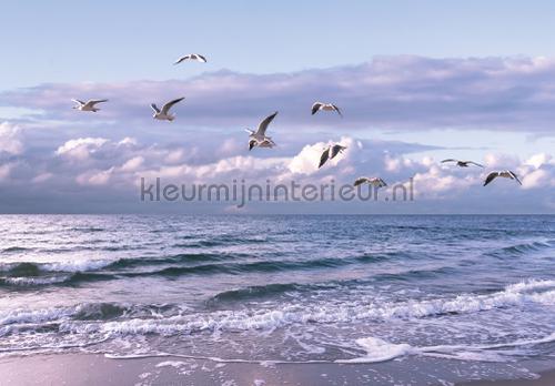 Sea birds fotomurales Landscape Kleurmijninterieur